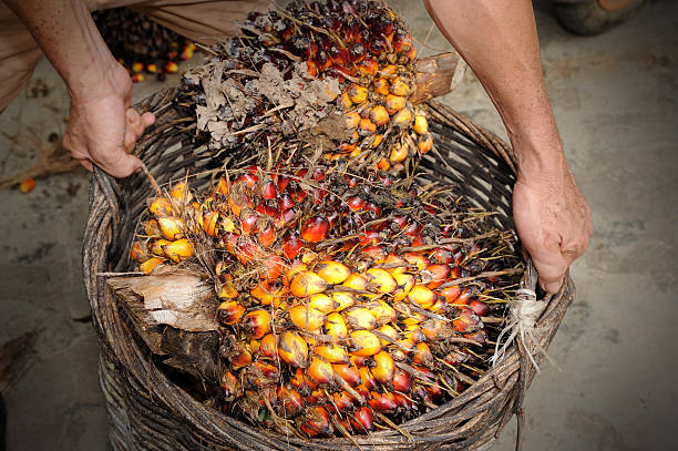 Harga TBS Ambyar, Petani Sawit di Kalimantan Mengeluh 