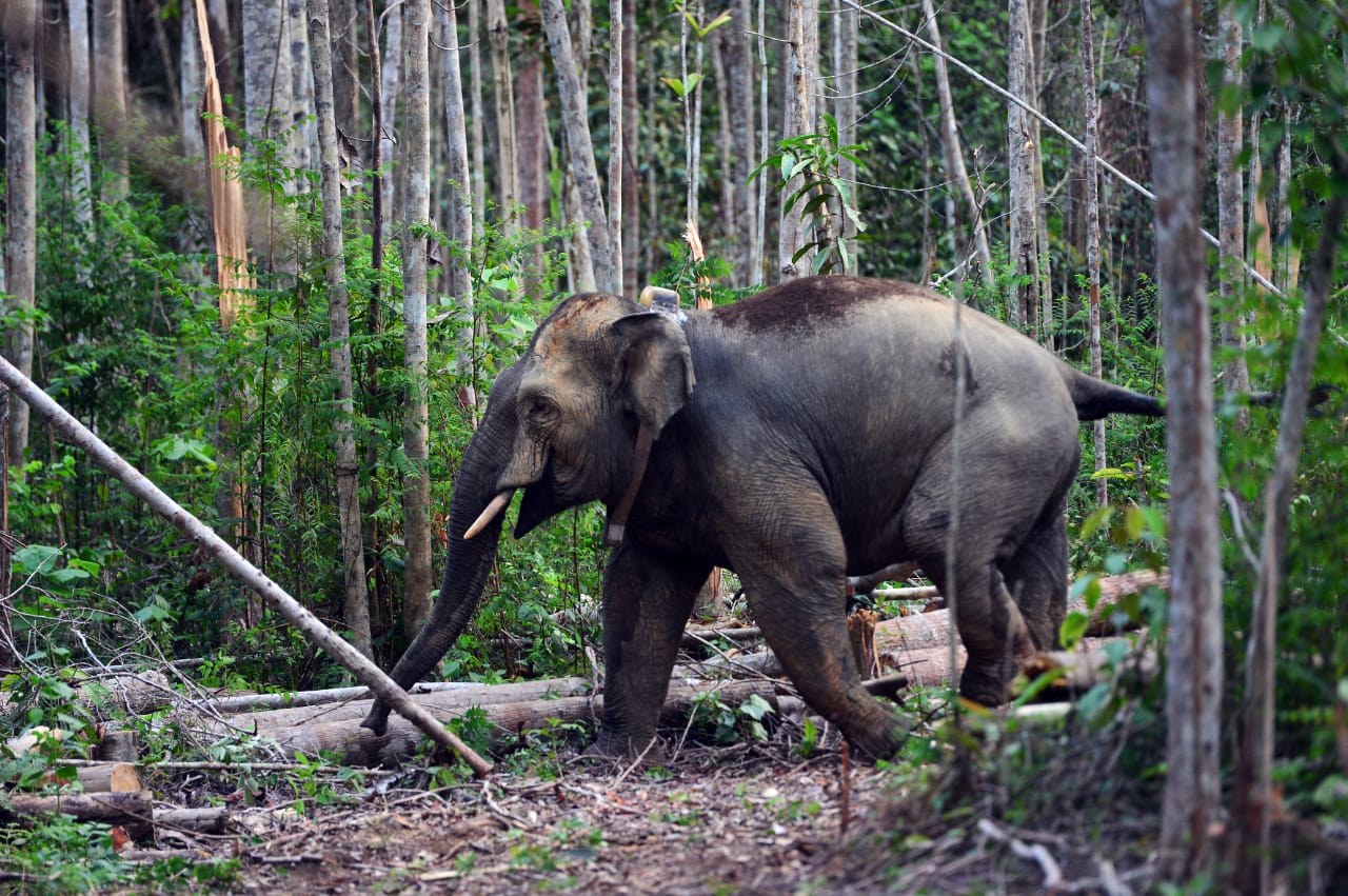 Anak Gajah Sumatera Ditemukan Mati di Kebun Warga Tebo, BKSDA Jambi Cari Tahu Penyebabnya