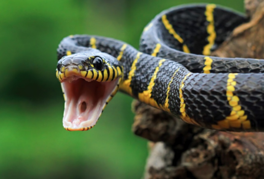 Arti Mimpi Digigit Ular dan Maknanya dalam Kehidupan