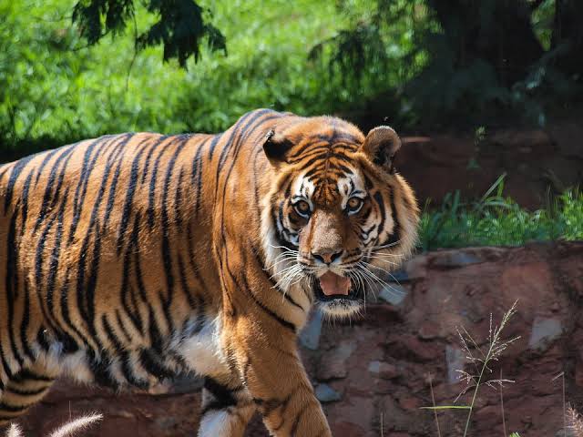 Heboh Ada Harimau Muncul di Jalan Umum Geragai Tanjab Timur