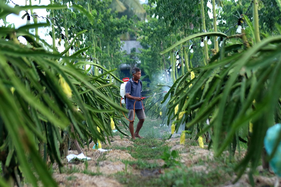 Dari Banyuwangi ke Pasar Lebih Luas, Petani Buah Naga Naik Kelas Berkat Program Klasterku Hidupku BRI