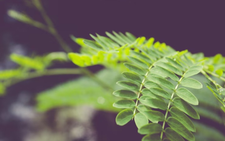 Atasi Malnutrisi, Ini Dia Segudang Manfaat Daun Kelor Untuk Kesehatan