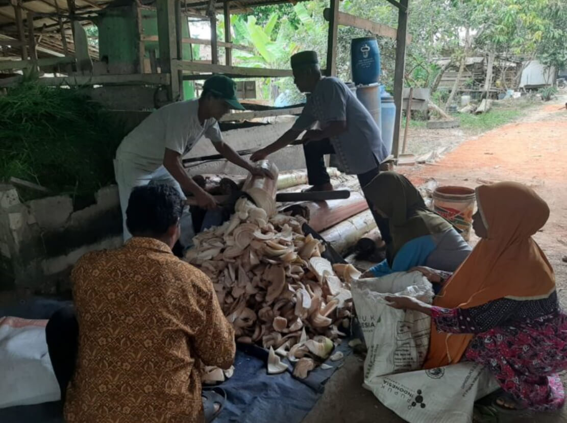 Dosen Peternakan UNJA Ciptakan Inovasi Pakan Ternak Fermentasi Batang Pisang 