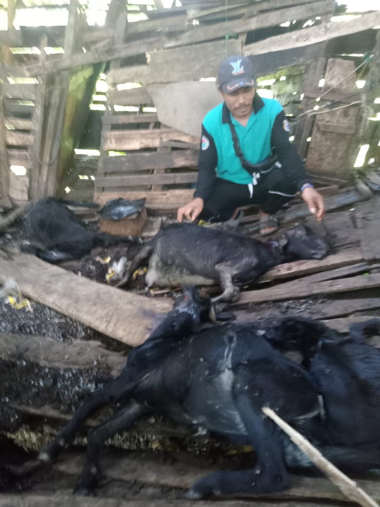 Hati-hati, Harimau Liar Mangsa Belasan Hewan Ternak Warga di Kecamatan Sadu