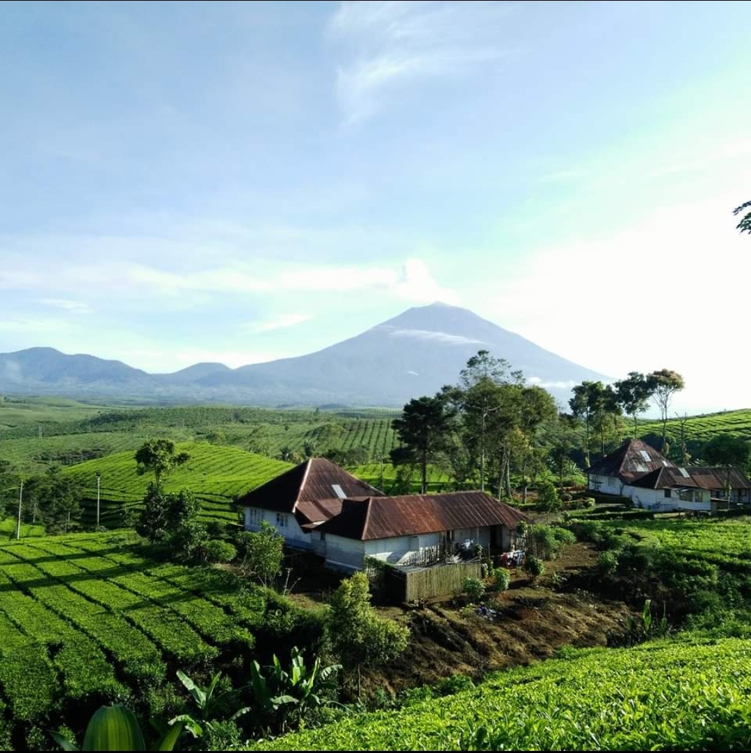 Ternyata Teh Kayu Aro dari Kerinci Punya Khasiat untuk Kesehatan