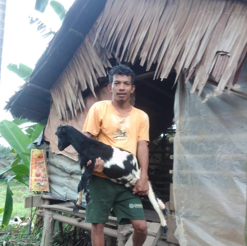 Hewan Ternak Warga Dusun Jumantan Tanjab Timur Terserang Penyakit Mulut, Peternak Khawatir Terjangkit PMK