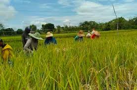 Bantuan Benih Padi untuk 3.371 Hektare Lahan di Tanjab Timur