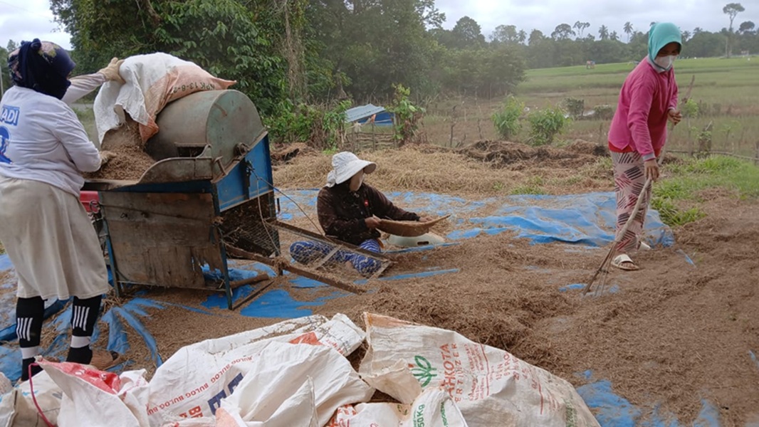 Petani di Aurgading Merugi Akibat Banjir, Panen Gabah dan Jagung Gagal Total Jelang Lebaran