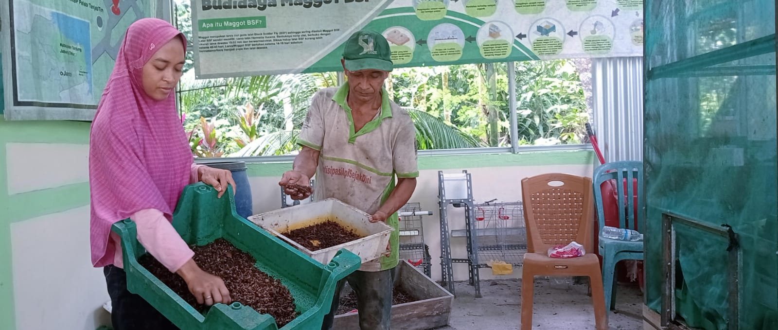   Budidaya Maggot di Tanjab Timur Mampu Kurangi Jumlah Sampah 