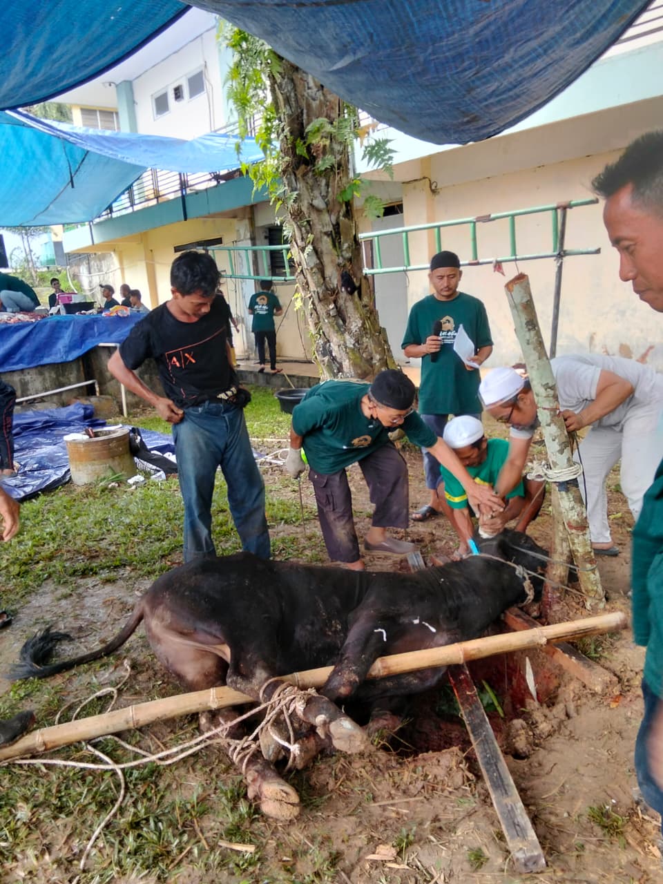 PTPN IV Regional IV Potong 7 Sapi 3 Kambing Kurban 