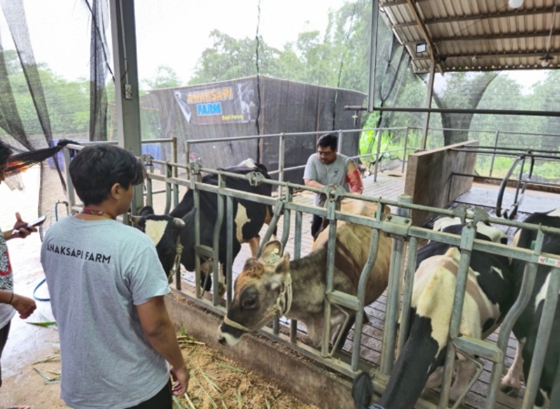 BRI Peduli Tingkatkan Kapasitas Peternak Sapi Perah di Malang Lewat Program Klaster Unggulan