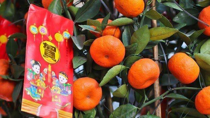 Tradisi Tionghoa,  Makan Jeruk Mandarin saat Imlek Bisa datangkan Keberuntungan, Hoki dan Cuan di Depan Mata 