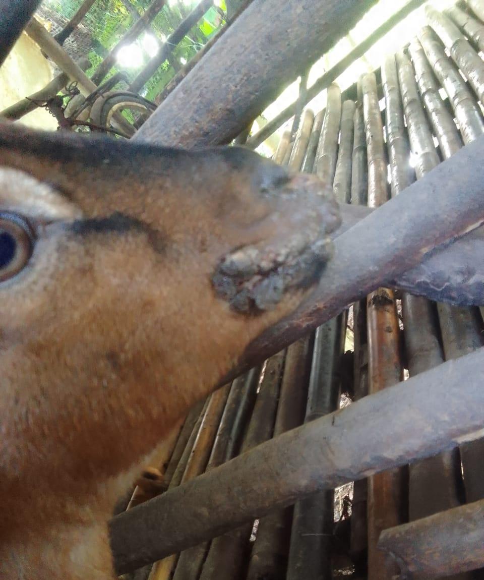 Disbunnak Tanjab Timur Sebut Penyakit yang Serang Kambing di Dusun Jumantan Bisa Menular ke Manusia