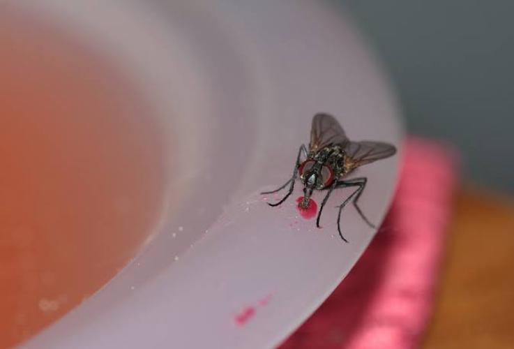 Makanan Dihinggapi Lalat? Jangan Dimakan ya, Banyak Bakteri Berbahaya 