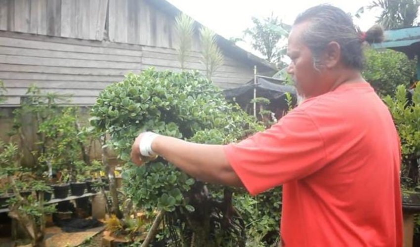 Masih Diminati, Bisnis Tanaman Bonsai Masih Menjanjikan di Tanjab Timur