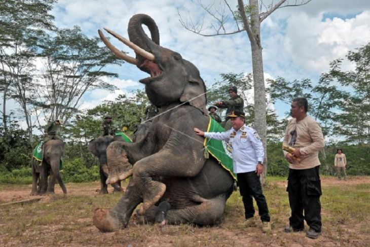 Ada Ratusan Gajah di Taman Nasional Bukit Tiga Puluh, Wisata dan Konservasi Gajah Sumatera Ada di Tebo