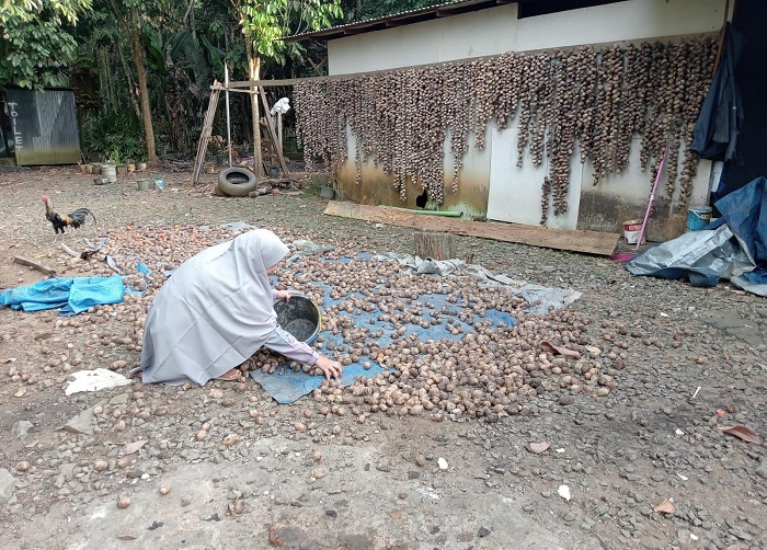 Harga Pinang Di Tanjab Timur Naik Di Tengah Kondisi Buah Sedang Ngetrek 