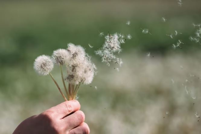 Ternyata Bunga Dandelion Memiliki Arti dan Filosofi, Diantaranya Melambangkan Keberanian