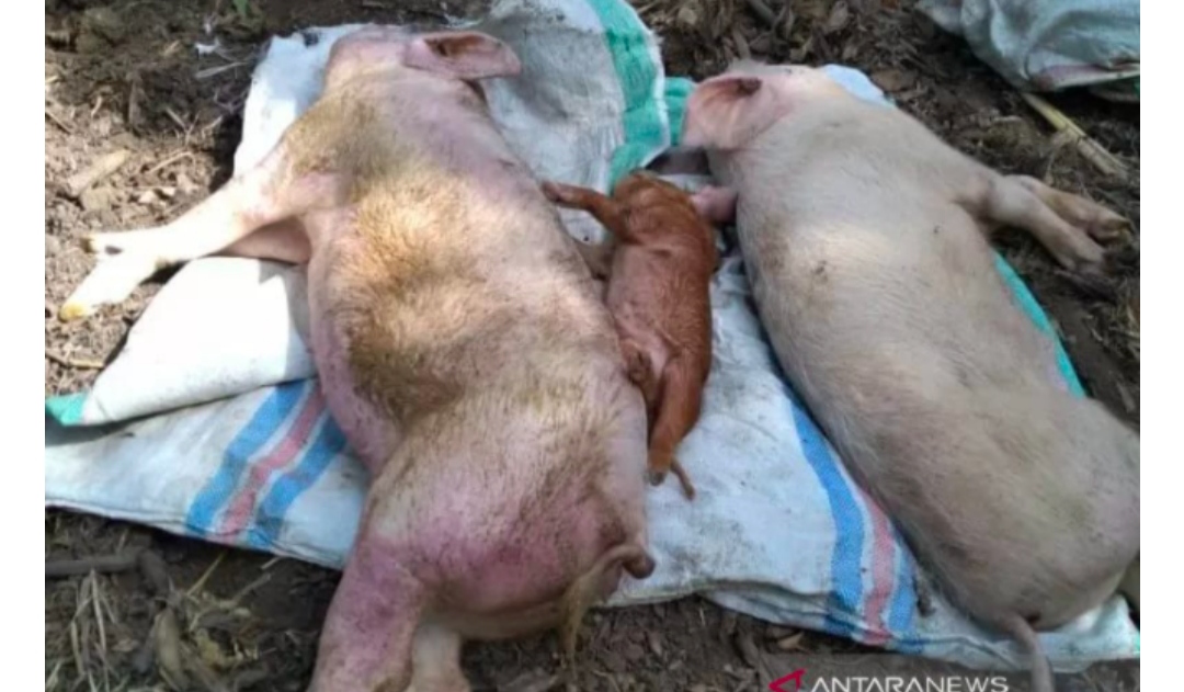 Ini Penyebabnya, 122 Ribu Ternak Babi di NTT Mati