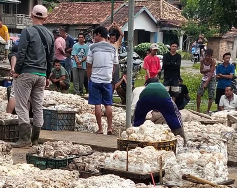 Waduh! Harga Karet di Bungo Anjlok Pasca Idul Adha, Petani Mengeluh