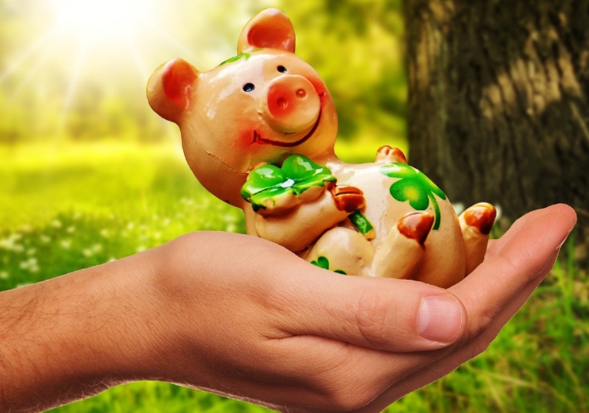 6 Pekerjaan yang Cocok untuk Shio Babi: Karier Terbaik Berdasarkan Karakteristiknya