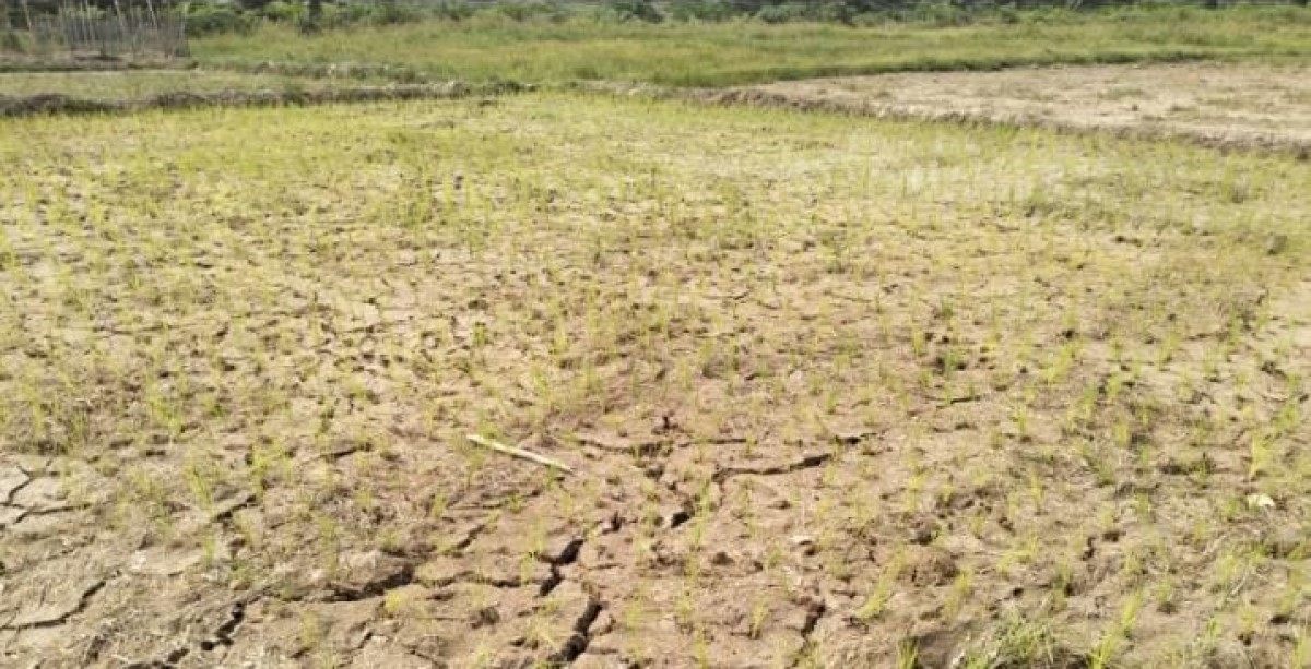 Kemarau Panjang, 72 Hektar Lahan Pertanian di Kabupaten Bungo Alami Kekeringan