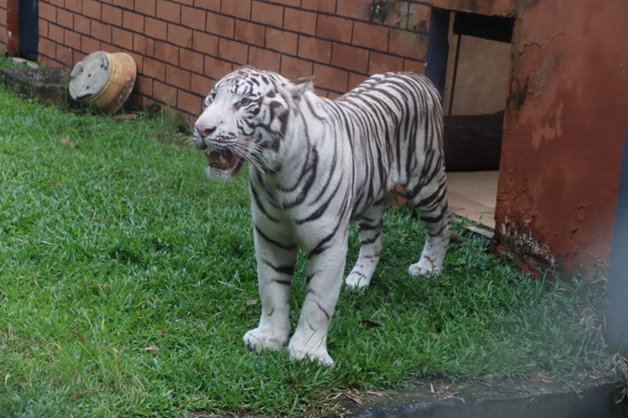 Wow! Ini Nama Harimau Benggala dan Singa Afrika yang Segera Huni Taman Rimba Jambi