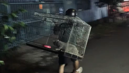 Tidak Hanya Perabotan, Kucing Eksotis Peliharaan Uya Kuya Turut Diambil