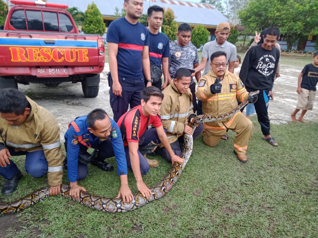 Petugas Damkar Bungo Tangkap Ular Piton Sepanjang 4,5 Meter di Perumahan Guru Dusun Babeko