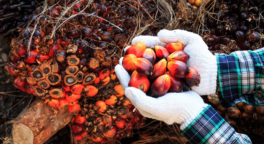 Kabar Gembira Petani Sawit Jambi! Harga Sawit Jambi Naik, Tembus Rp3.598 per Kilogram