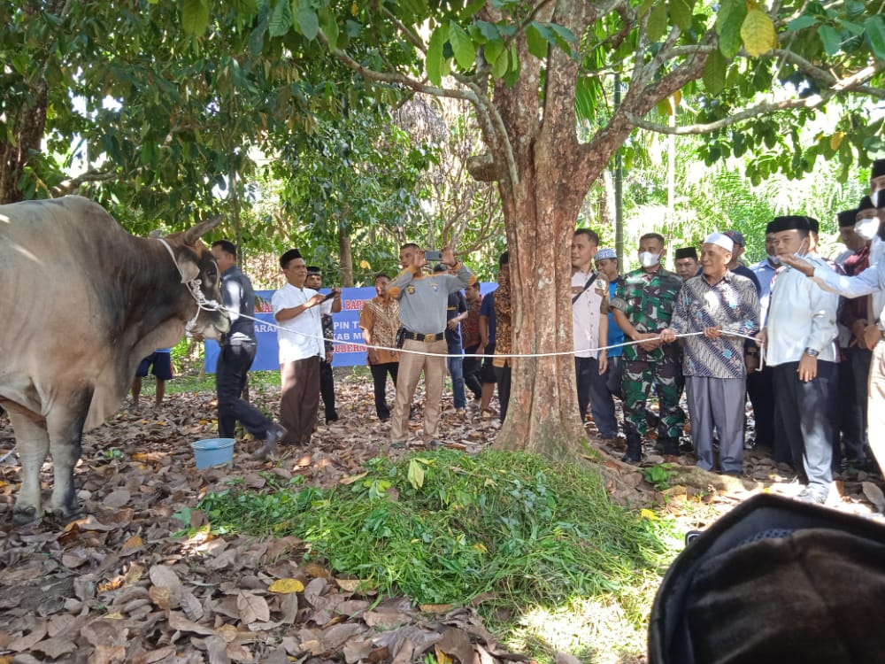 Idul Adha, Gubernur Jambi Al Haris Kurban 60 Sapi dan Kambing, Ini Lokasinya