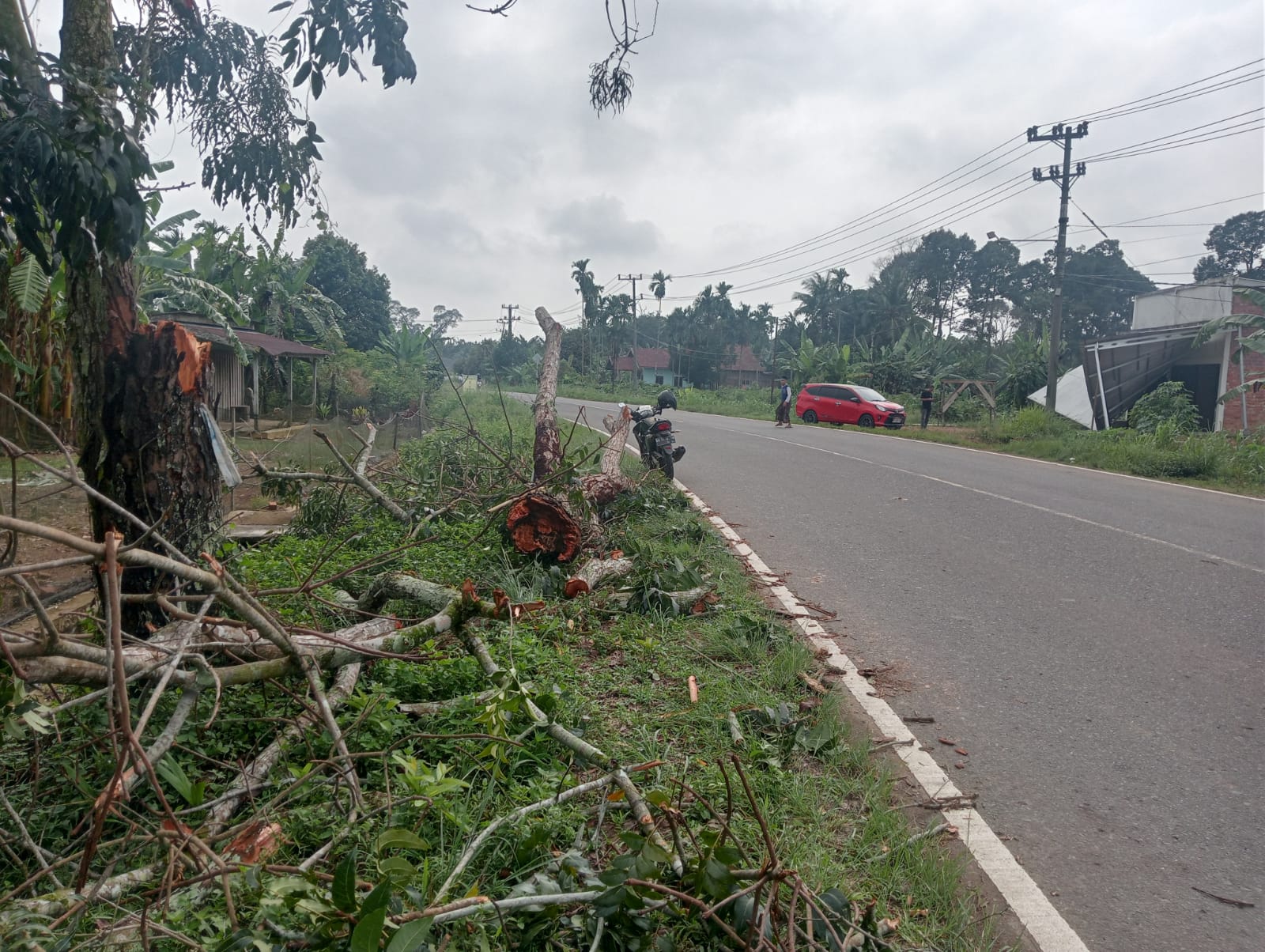 Berbahaya, Pohon Kering di Pinggir Jalan Raya, Kerap Dilanda Angin Kencang