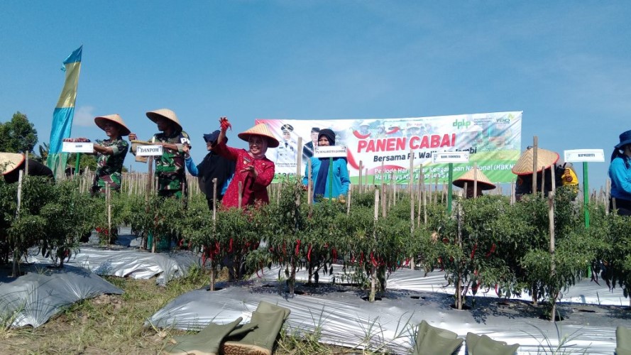 Pj Wali Kota Jambi Sri Purwaningsih Panen Cabai Merah, Kendalikan Inflasi