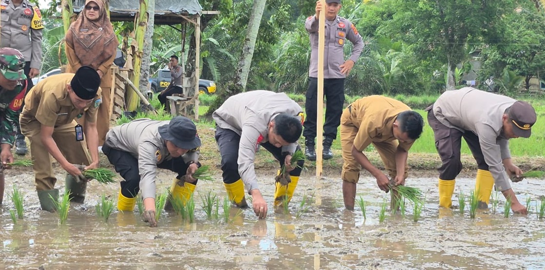 Buah Manis Polres Sarolangun Mengajak Warga Pertahankan Lahan Sawah, Demi Menjaga Ketahanan Pangan