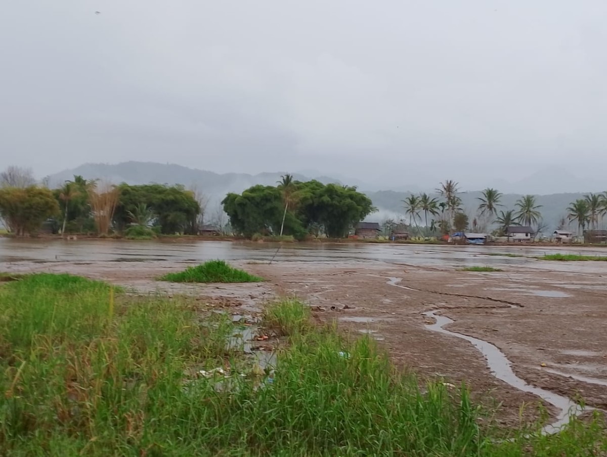 Banjir Belum Surut, Puluhan Hektar Sawah 5 Desa di Sungai Penuh Rusak