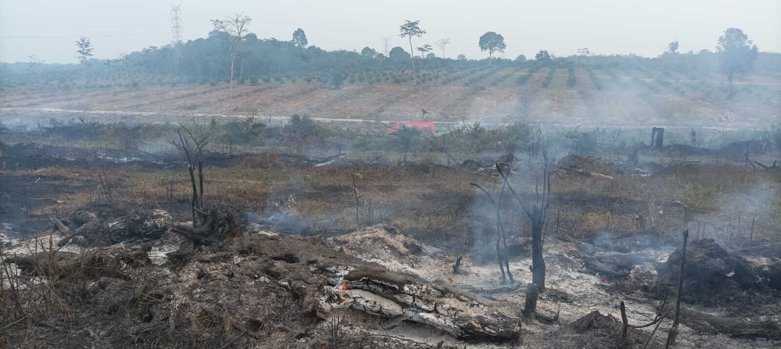 Kebun Sawit di Mestong Terbakar, Kapolsek Panggil Pemilik Lahan