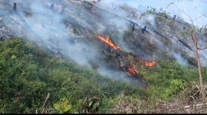 Kebakaran Konsesi PT ABT, Api Mulai Menjalar ke Hutan Taman Nasional Bukit Tiga Puluh TNBT