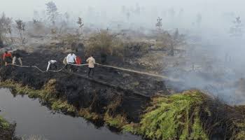 Lahan Gambut Rusak Butuh Waktu Lama untuk Perbaikan