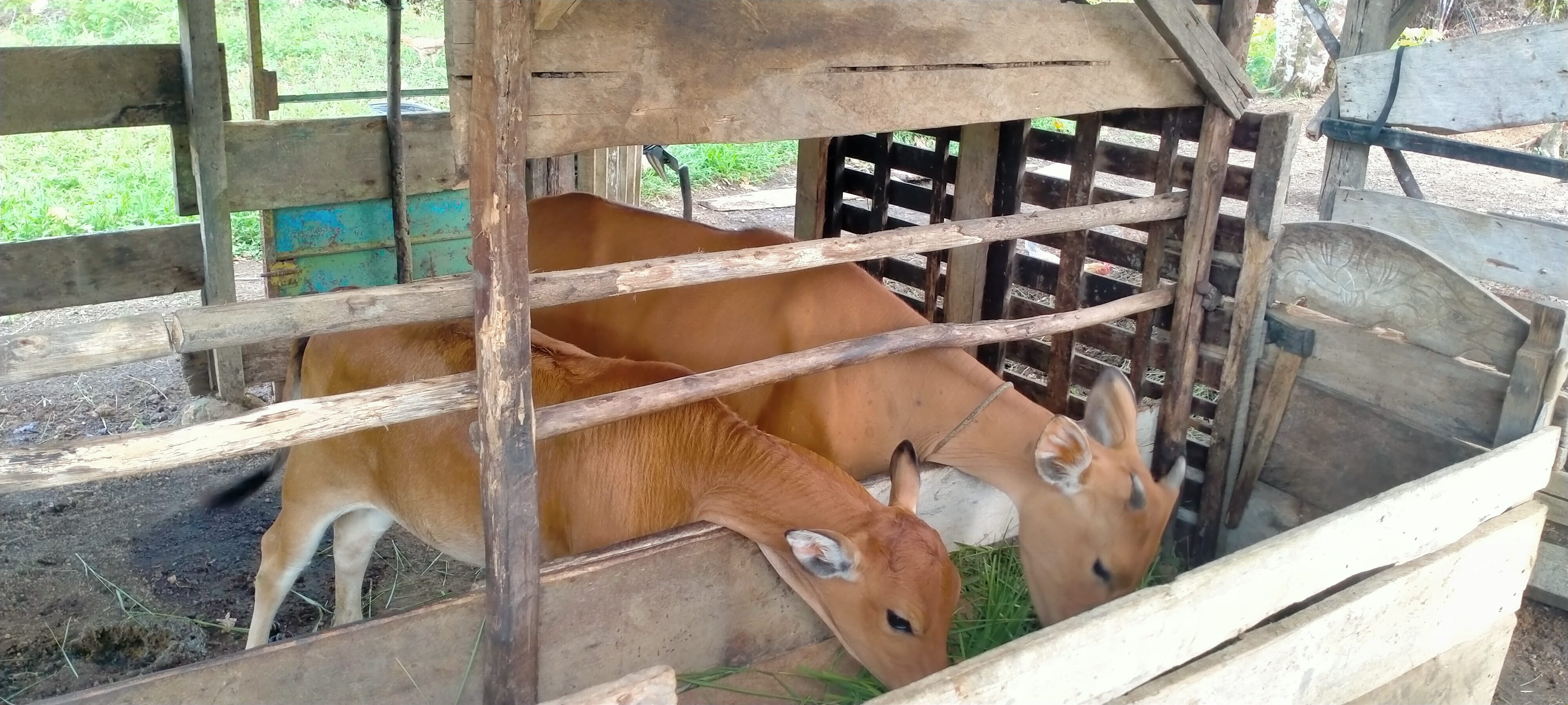 Sapi Mati dan Hilang Sekarang Bisa Klaim Asuransi, Ini Syarat untuk Peternak