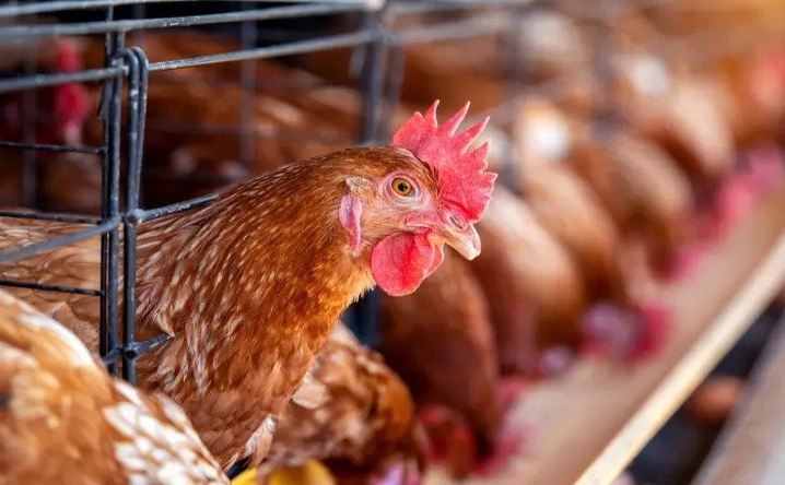 Tips Jitu Bisnis Ayam Petelur Agar Sukses Serta Mendapat Keuntungan Besar