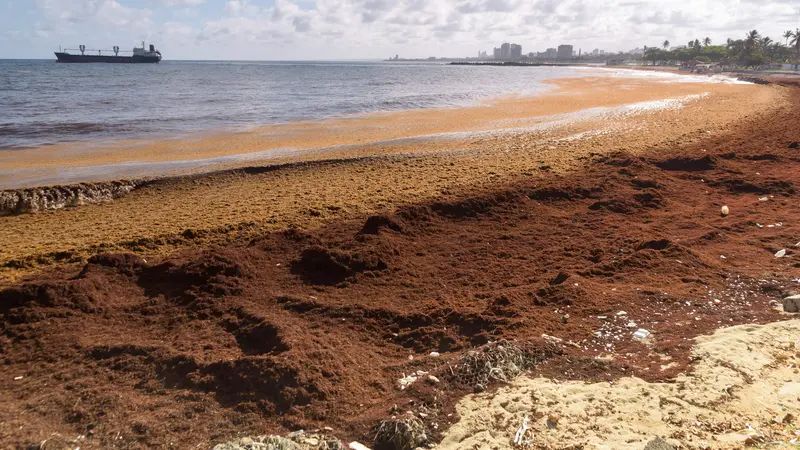 Wah! Ini Fenomena Aneh di Samudra Atlantik, Sabuk Rumput Laut Sepanjang 8.850 Km Terlihat dari Antariksa