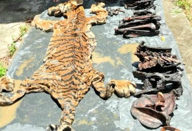 2 Pelaku Perdagangan Kulit Harimau Sumatera Ditangkap, Sementara Dikenakan Wajib Lapor