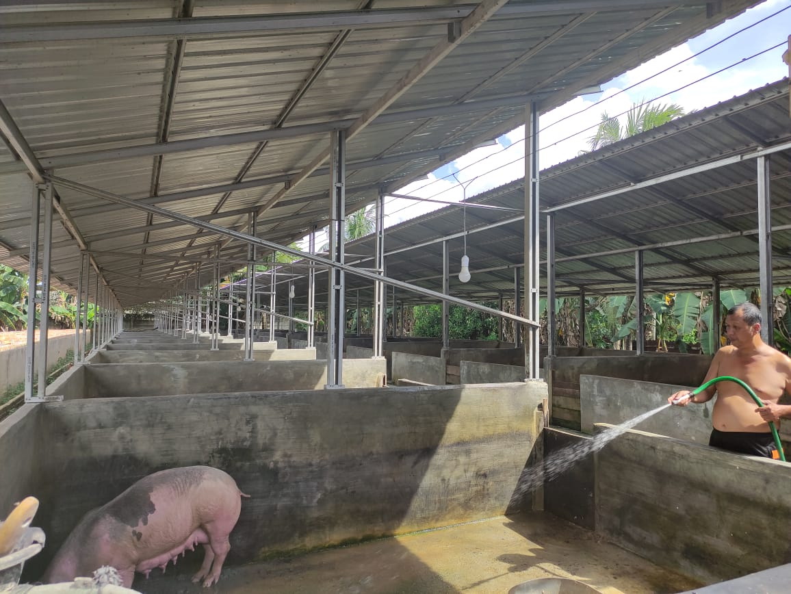 Ternak Babi di Desa Kasang Kota Karang Tak Berizin, Satpol PP Muaro Jambi Bilang Begini