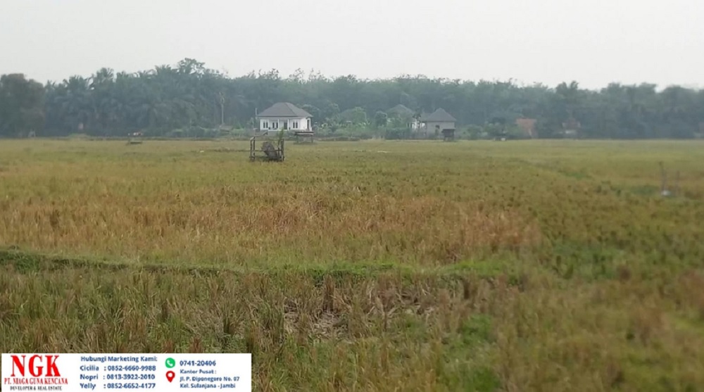 Kemarau Panjang, 100 Hektar Sawah di Tebo Gagal Panen