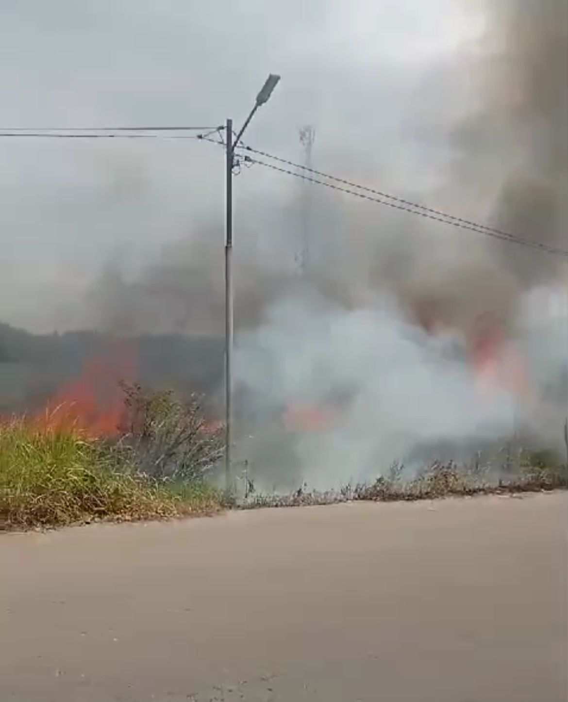 BREAKING NEWS: Karhutla di Tanjung Johor Kota Jambi