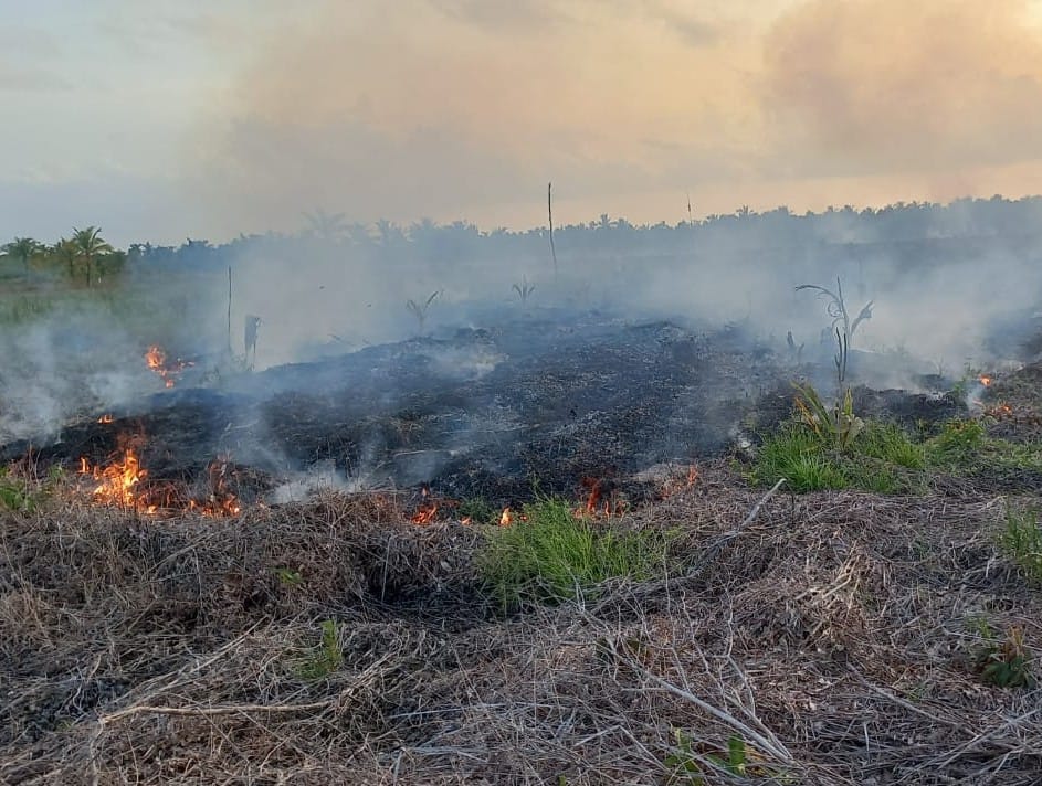 Sekitar 8,5 Hektar Lahan Warga di Kecamatan Sadu Tanjab Timur Terbakar 