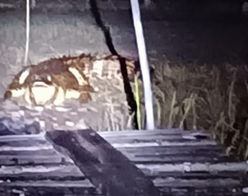 Bikin Takut! Teror Buaya di Desa Air Hitam Laut Tanjab Timur Buat Warga Resah