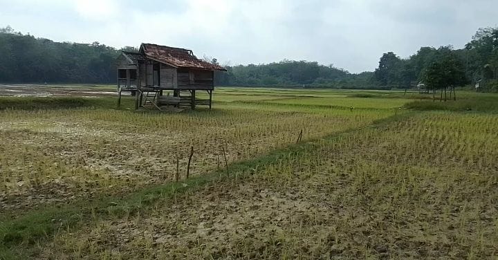 Puluhan Padi Sawah di Desa Jati Belarik Kabupaten Tebo Terancam Gagal Tanam  