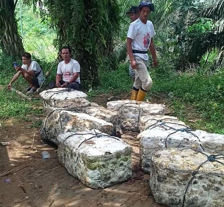 Harga Karet di Bungo Kembali Naik, Petani Tersenyum Sambut Kabar Gembira