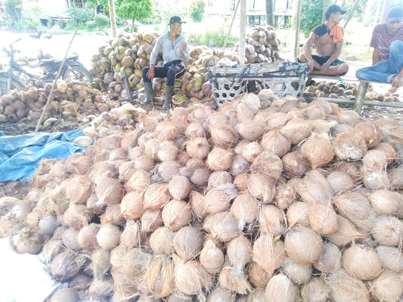 Jelang Akhir Tahun, Harga Kelapa dan Pinang di Tanjab Timur Anjlok